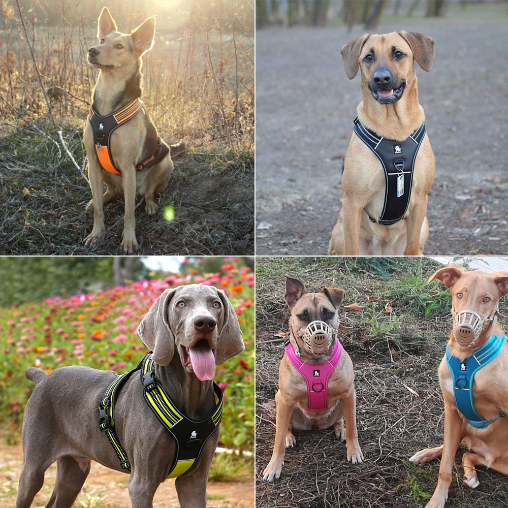 Arnés para Perro Truelove Spor - Outdoor Adventure Xl reseña y precio